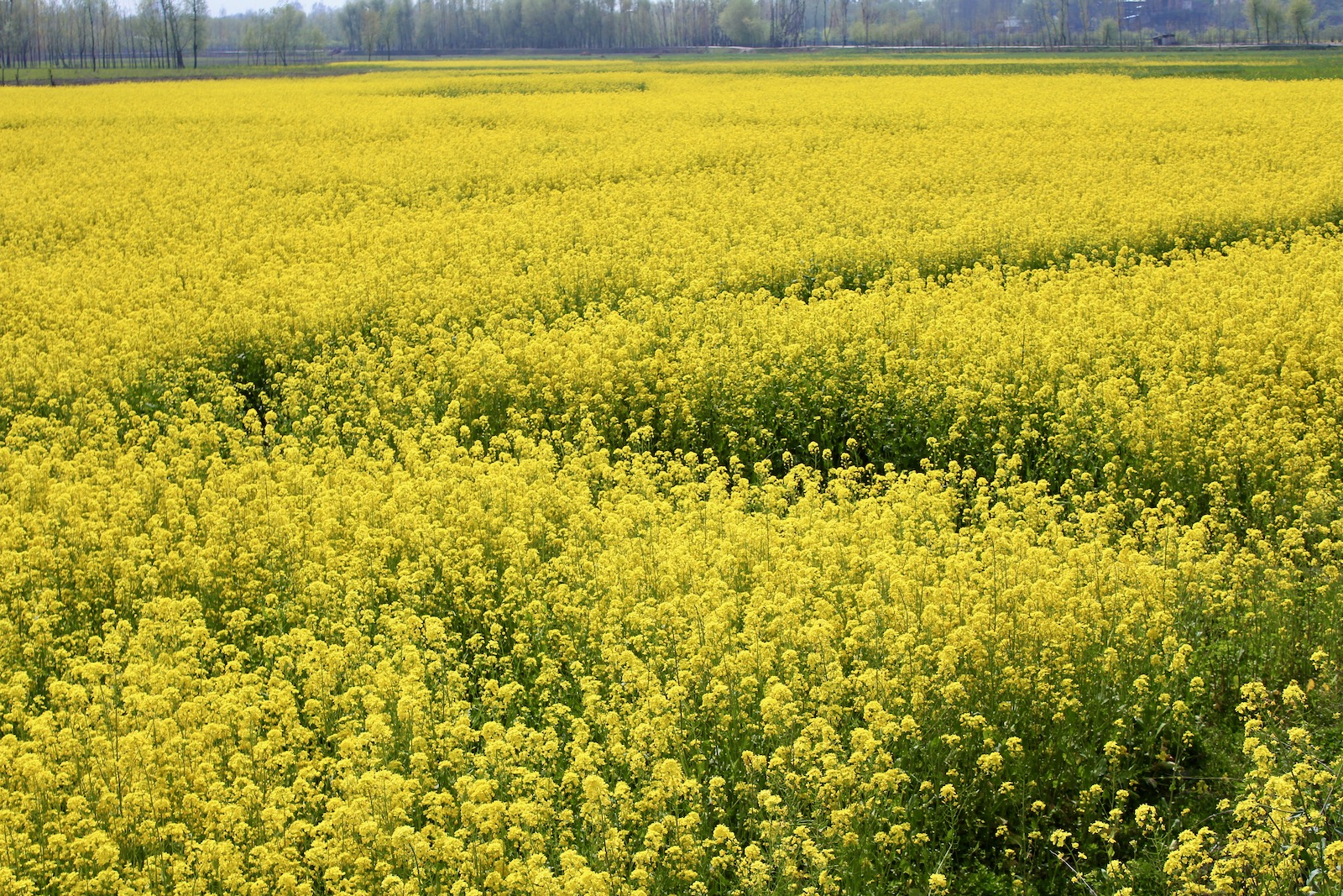 Bright yellow mustard fields in bloom during spring time in the Kashmir Valley, India
